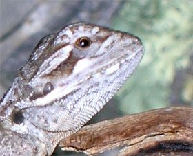 DSCN1412   ausschn..jpg